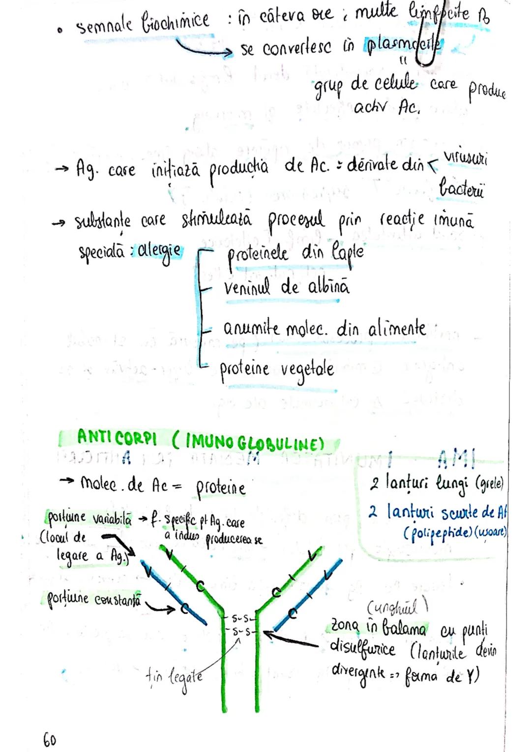 # Sistemul imun
→ asigură apararea (rezistența specifică a org. împotriva
microorg - si a molec, straine (în caz de boală)
→ alcatuit din