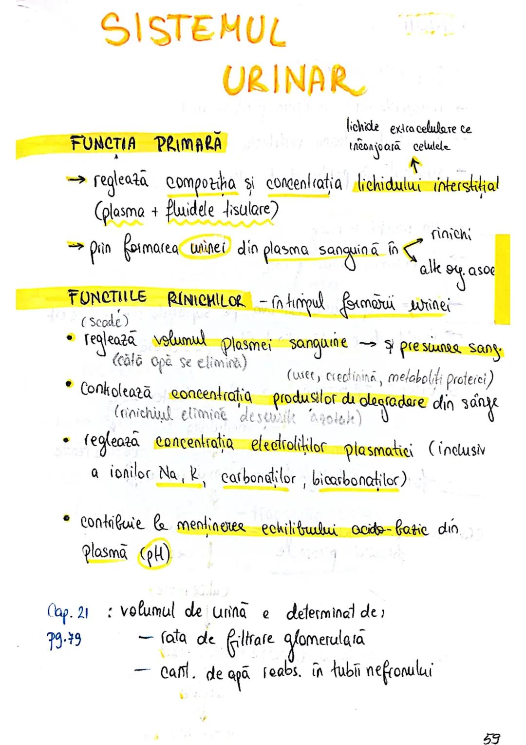 # SISTEMUL
# URINAR
FUNCTIA PRIMARA
lichide extracelulare ce
inconjoară celulele
→ reglează compoziţia şi concentratia lichidului interst