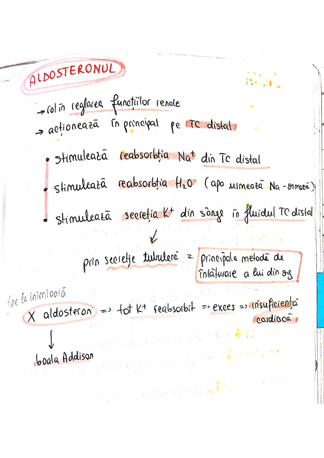 # SISTEMUL
# URINAR
FUNCTIA PRIMARA
lichide extracelulare ce
inconjoară celulele
→ reglează compoziţia şi concentratia lichidului interst