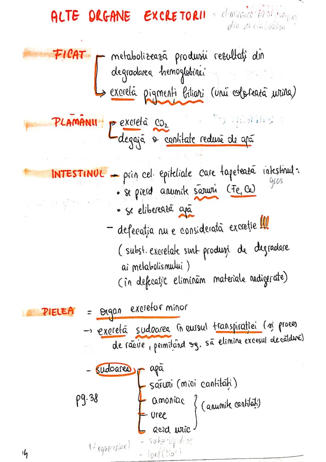 # SISTEMUL
# URINAR
FUNCTIA PRIMARA
lichide extracelulare ce
inconjoară celulele
→ reglează compoziţia şi concentratia lichidului interst