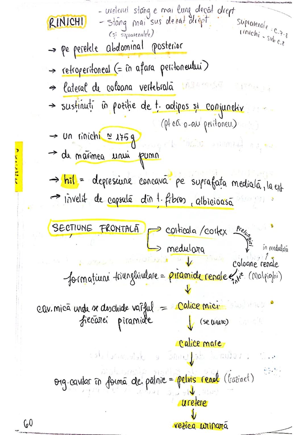 # SISTEMUL
# URINAR
FUNCTIA PRIMARA
lichide extracelulare ce
inconjoară celulele
→ reglează compoziţia şi concentratia lichidului interst