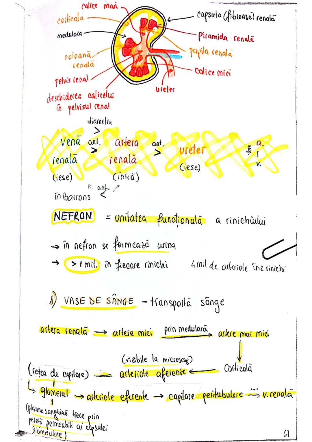 # SISTEMUL
# URINAR
FUNCTIA PRIMARA
lichide extracelulare ce
inconjoară celulele
→ reglează compoziţia şi concentratia lichidului interst