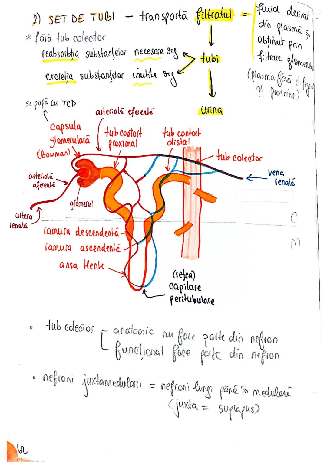 # SISTEMUL
# URINAR
FUNCTIA PRIMARA
lichide extracelulare ce
inconjoară celulele
→ reglează compoziţia şi concentratia lichidului interst