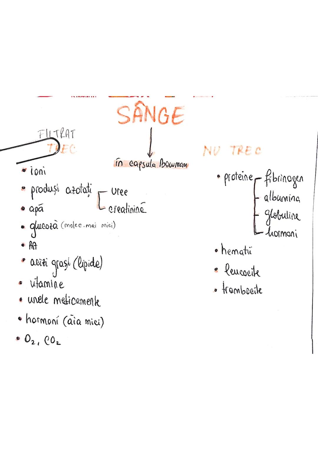 # SISTEMUL
# URINAR
FUNCTIA PRIMARA
lichide extracelulare ce
inconjoară celulele
→ reglează compoziţia şi concentratia lichidului interst
