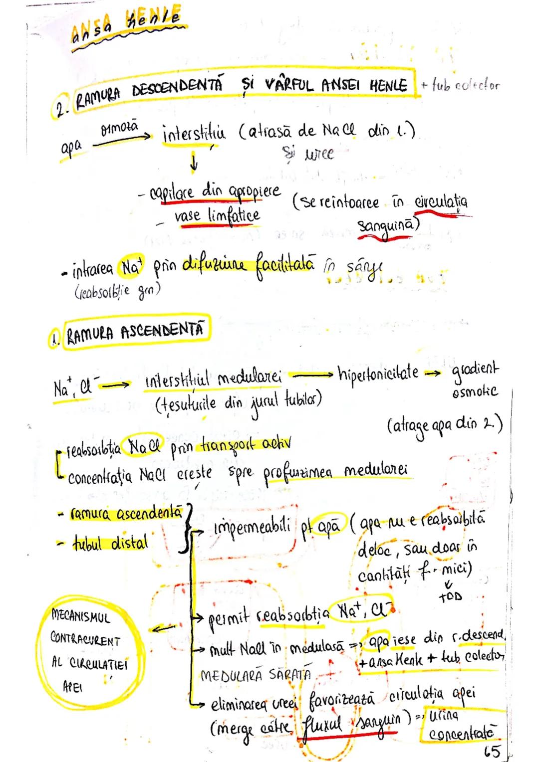 # SISTEMUL
# URINAR
FUNCTIA PRIMARA
lichide extracelulare ce
inconjoară celulele
→ reglează compoziţia şi concentratia lichidului interst