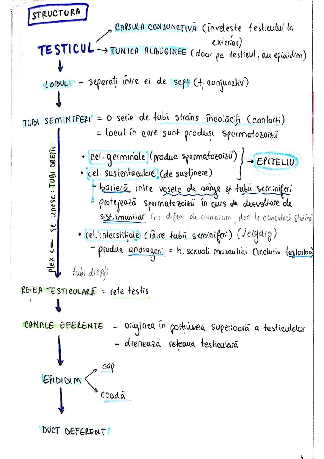 --- OCR Start ---
SISTEMUL
REPRODUCATOR
masculin
- e responsabil pt - producerea
Stocarea
gameti
= celule reproducătoare spermatozoizi
nutri