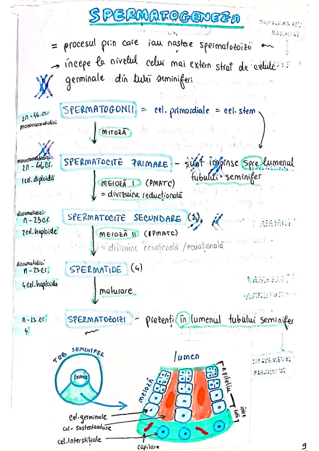 --- OCR Start ---
SISTEMUL
REPRODUCATOR
masculin
- e responsabil pt - producerea
Stocarea
gameti
= celule reproducătoare spermatozoizi
nutri