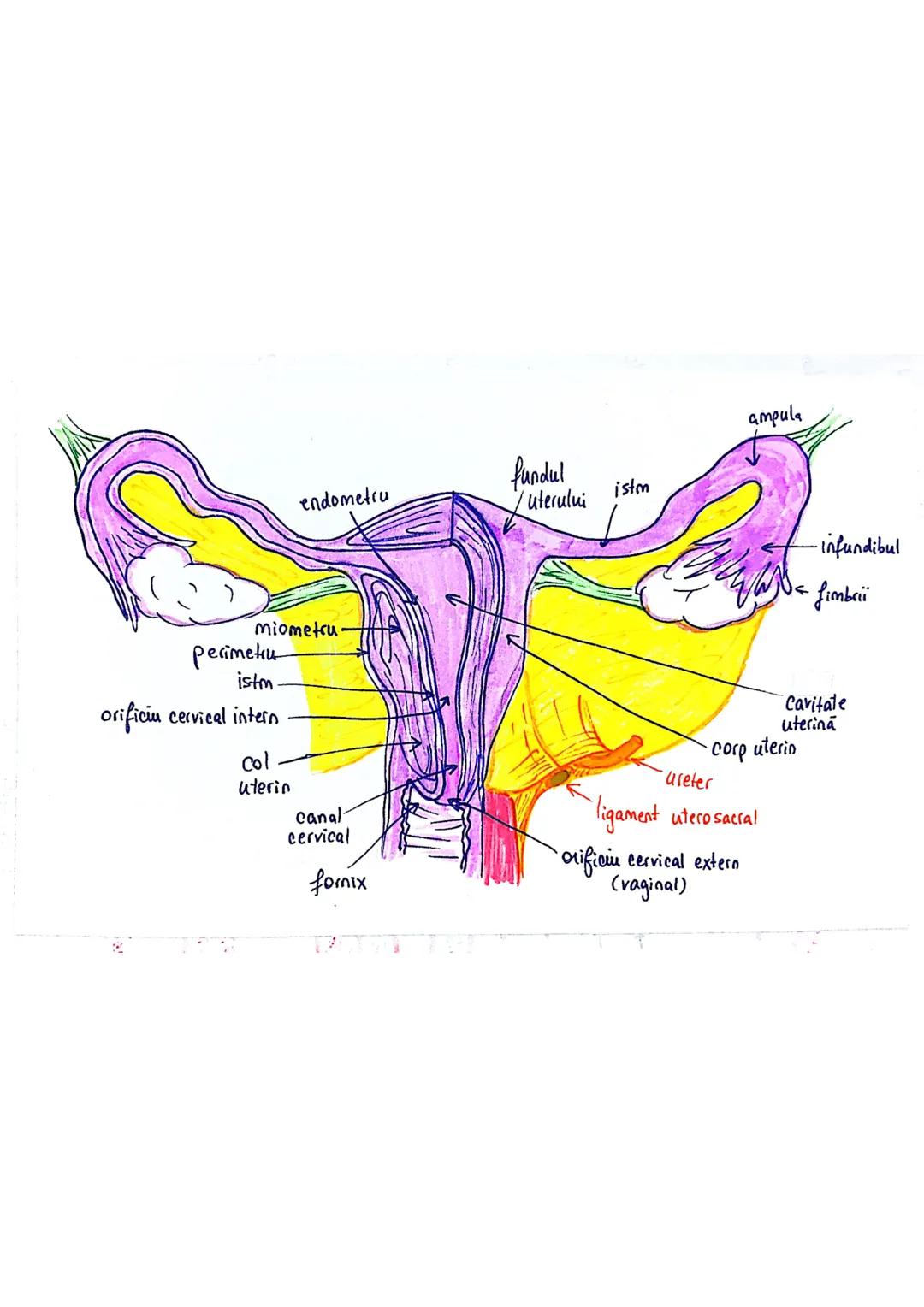 20
SISTEMUL REPRODUCATOR
feminin
•e responsabil pt - producerea
Inmagazinarea
hranirea
transportul
gameti = celule reproducătoare
gonade (ov