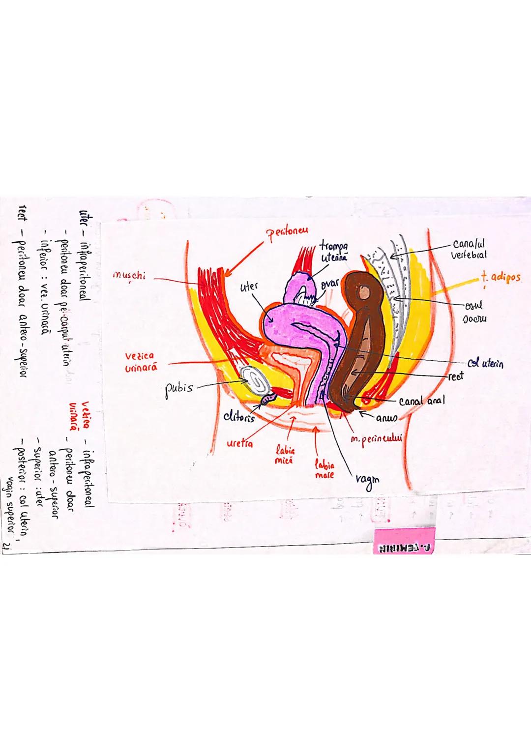20
SISTEMUL REPRODUCATOR
feminin
•e responsabil pt - producerea
Inmagazinarea
hranirea
transportul
gameti = celule reproducătoare
gonade (ov