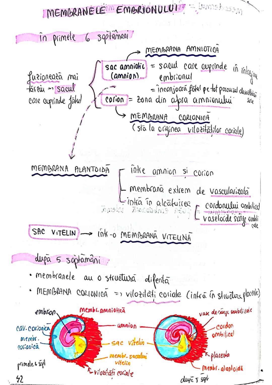 20
SISTEMUL REPRODUCATOR
feminin
•e responsabil pt - producerea
Inmagazinarea
hranirea
transportul
gameti = celule reproducătoare
gonade (ov
