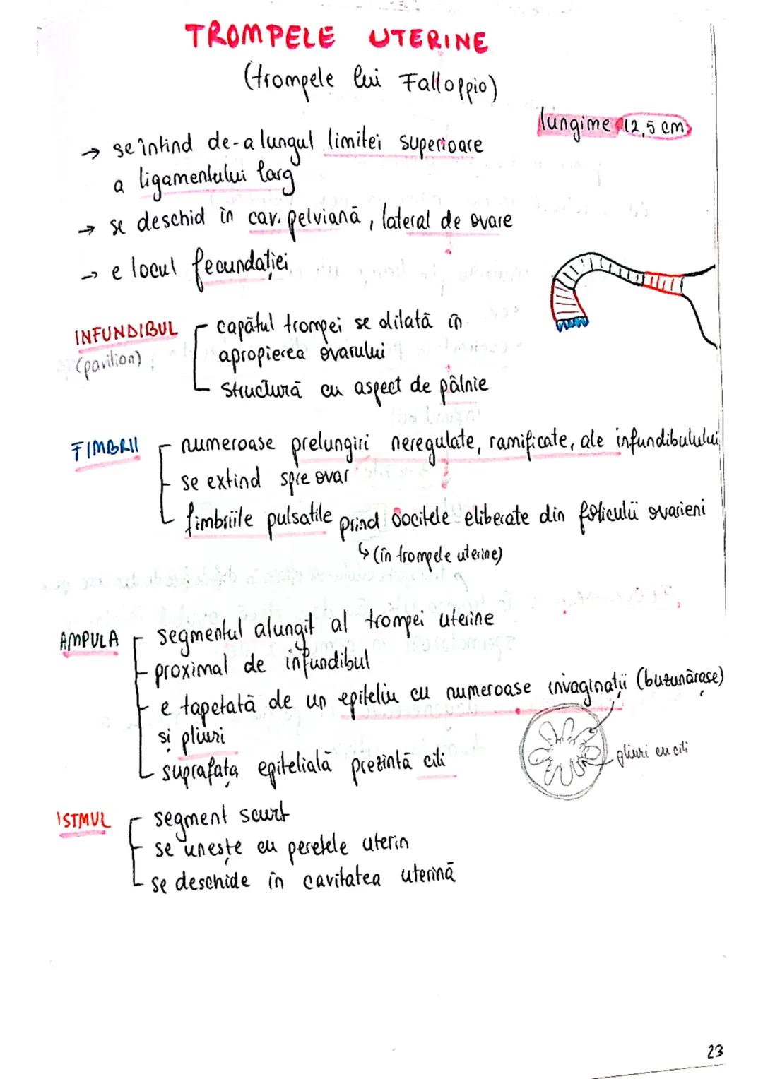 20
SISTEMUL REPRODUCATOR
feminin
•e responsabil pt - producerea
Inmagazinarea
hranirea
transportul
gameti = celule reproducătoare
gonade (ov