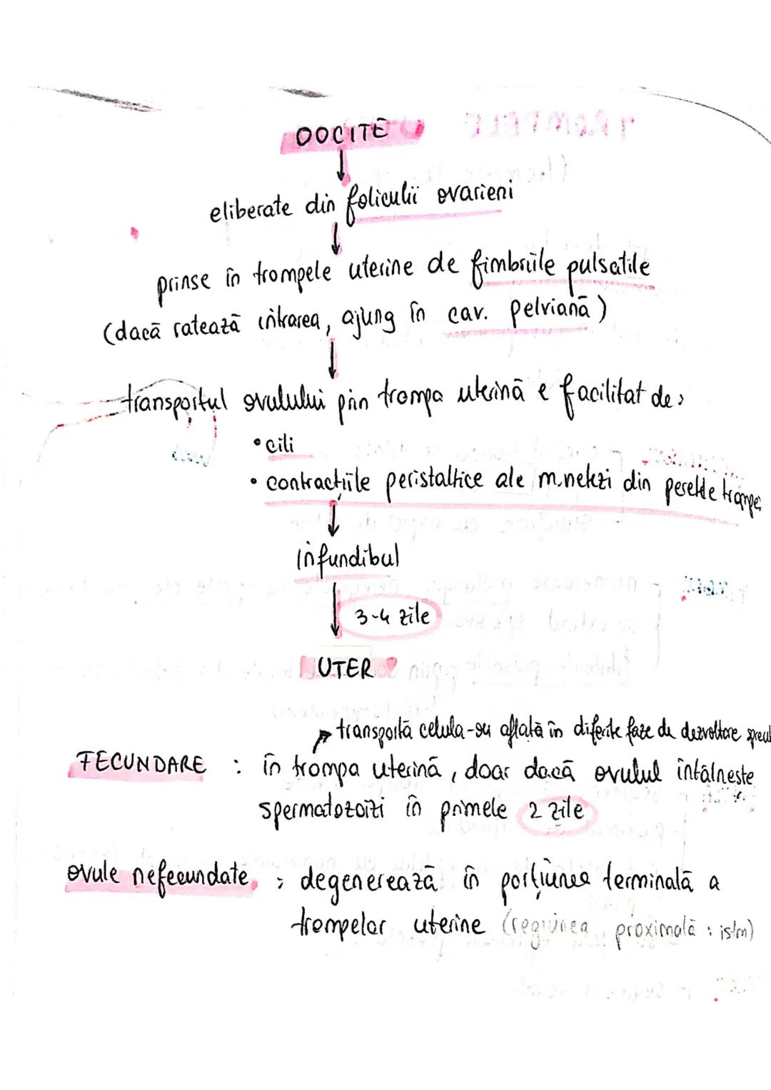 20
SISTEMUL REPRODUCATOR
feminin
•e responsabil pt - producerea
Inmagazinarea
hranirea
transportul
gameti = celule reproducătoare
gonade (ov