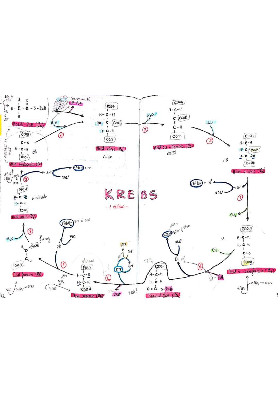 t
・Metabotasm
श्र
+
+
+
With the
METABOLISMUL = totalitatea proceselor fizice şi
principalele
component/cai
chimice
care au loc în CELULA
AN