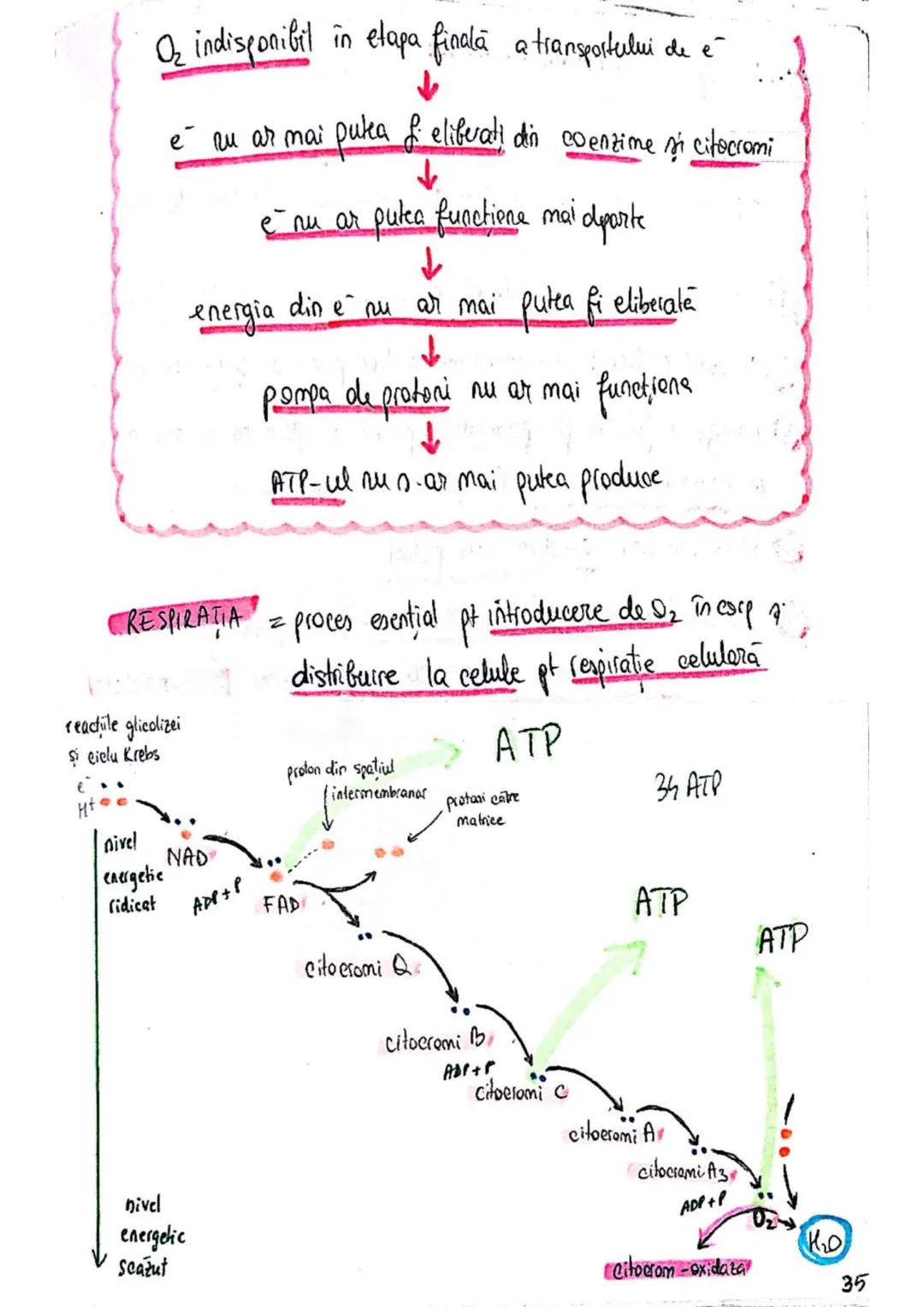 t
・Metabotasm
श्र
+
+
+
With the
METABOLISMUL = totalitatea proceselor fizice şi
principalele
component/cai
chimice
care au loc în CELULA
AN