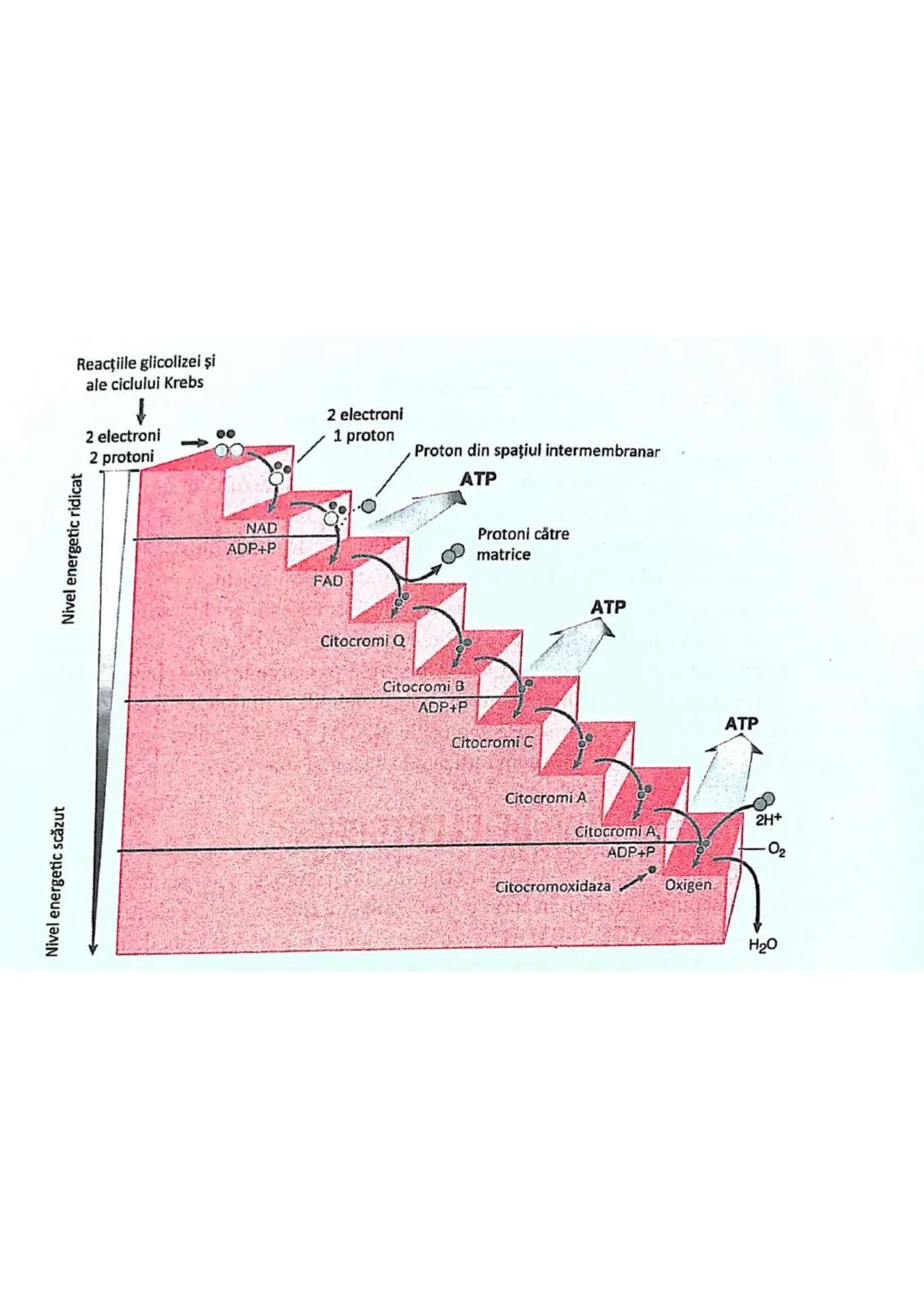 t
・Metabotasm
श्र
+
+
+
With the
METABOLISMUL = totalitatea proceselor fizice şi
principalele
component/cai
chimice
care au loc în CELULA
AN