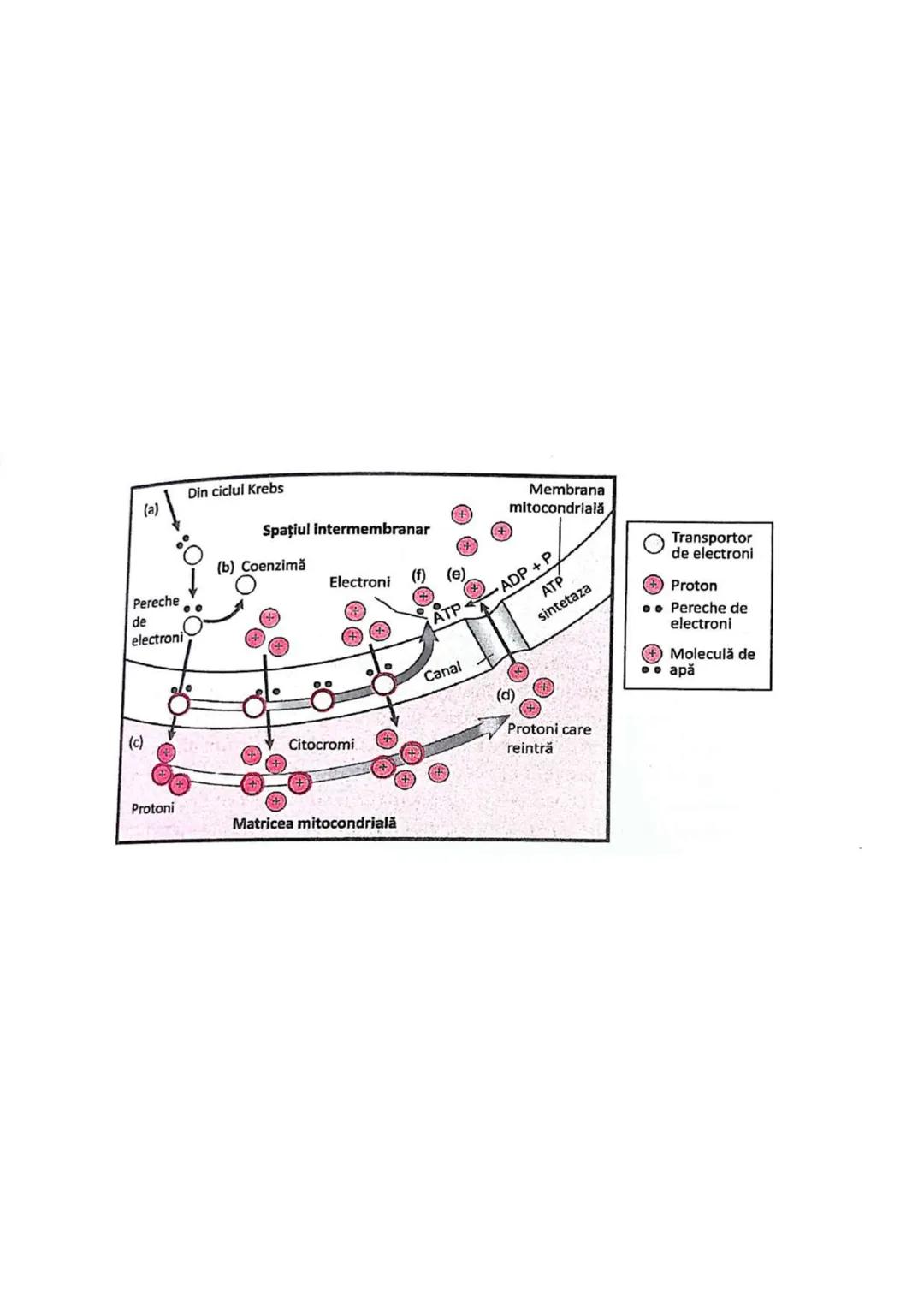t
・Metabotasm
श्र
+
+
+
With the
METABOLISMUL = totalitatea proceselor fizice şi
principalele
component/cai
chimice
care au loc în CELULA
AN