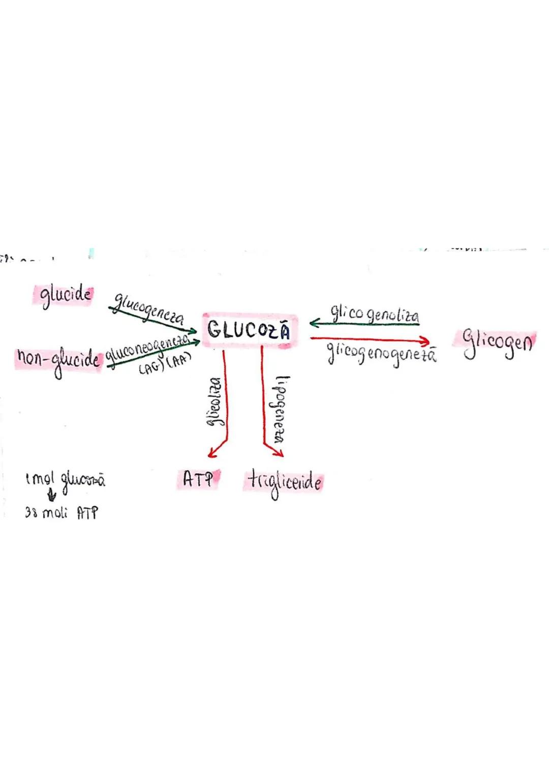t
・Metabotasm
श्र
+
+
+
With the
METABOLISMUL = totalitatea proceselor fizice şi
principalele
component/cai
chimice
care au loc în CELULA
AN