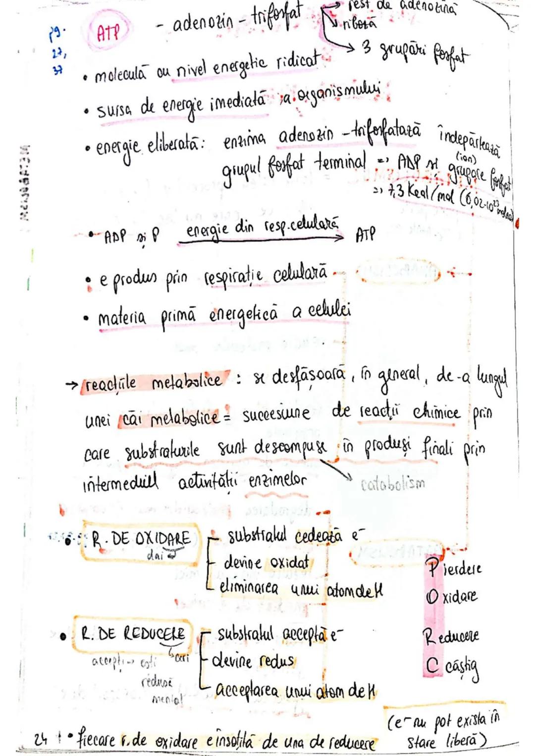 t
・Metabotasm
श्र
+
+
+
With the
METABOLISMUL = totalitatea proceselor fizice şi
principalele
component/cai
chimice
care au loc în CELULA
AN