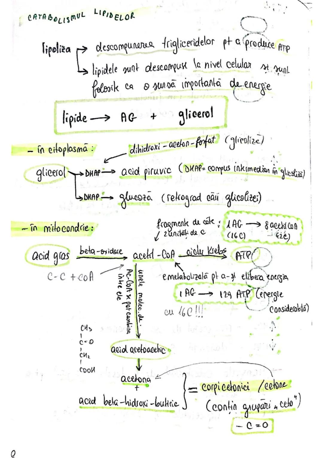 t
・Metabotasm
श्र
+
+
+
With the
METABOLISMUL = totalitatea proceselor fizice şi
principalele
component/cai
chimice
care au loc în CELULA
AN
