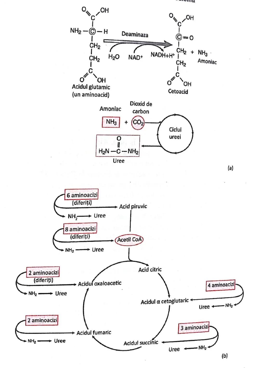 t
・Metabotasm
श्र
+
+
+
With the
METABOLISMUL = totalitatea proceselor fizice şi
principalele
component/cai
chimice
care au loc în CELULA
AN