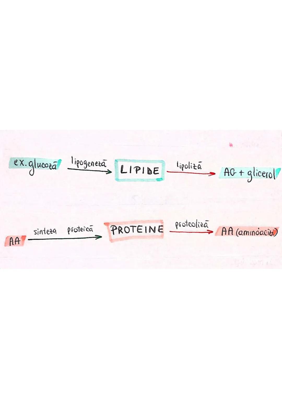 t
・Metabotasm
श्र
+
+
+
With the
METABOLISMUL = totalitatea proceselor fizice şi
principalele
component/cai
chimice
care au loc în CELULA
AN