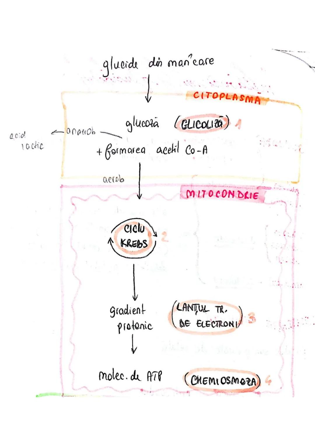 t
・Metabotasm
श्र
+
+
+
With the
METABOLISMUL = totalitatea proceselor fizice şi
principalele
component/cai
chimice
care au loc în CELULA
AN