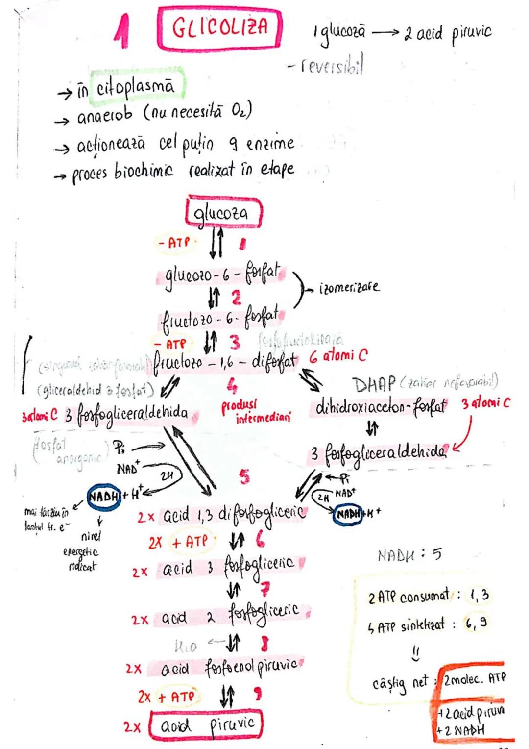 t
・Metabotasm
श्र
+
+
+
With the
METABOLISMUL = totalitatea proceselor fizice şi
principalele
component/cai
chimice
care au loc în CELULA
AN