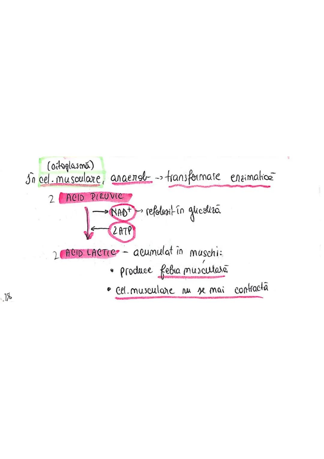 t
・Metabotasm
श्र
+
+
+
With the
METABOLISMUL = totalitatea proceselor fizice şi
principalele
component/cai
chimice
care au loc în CELULA
AN
