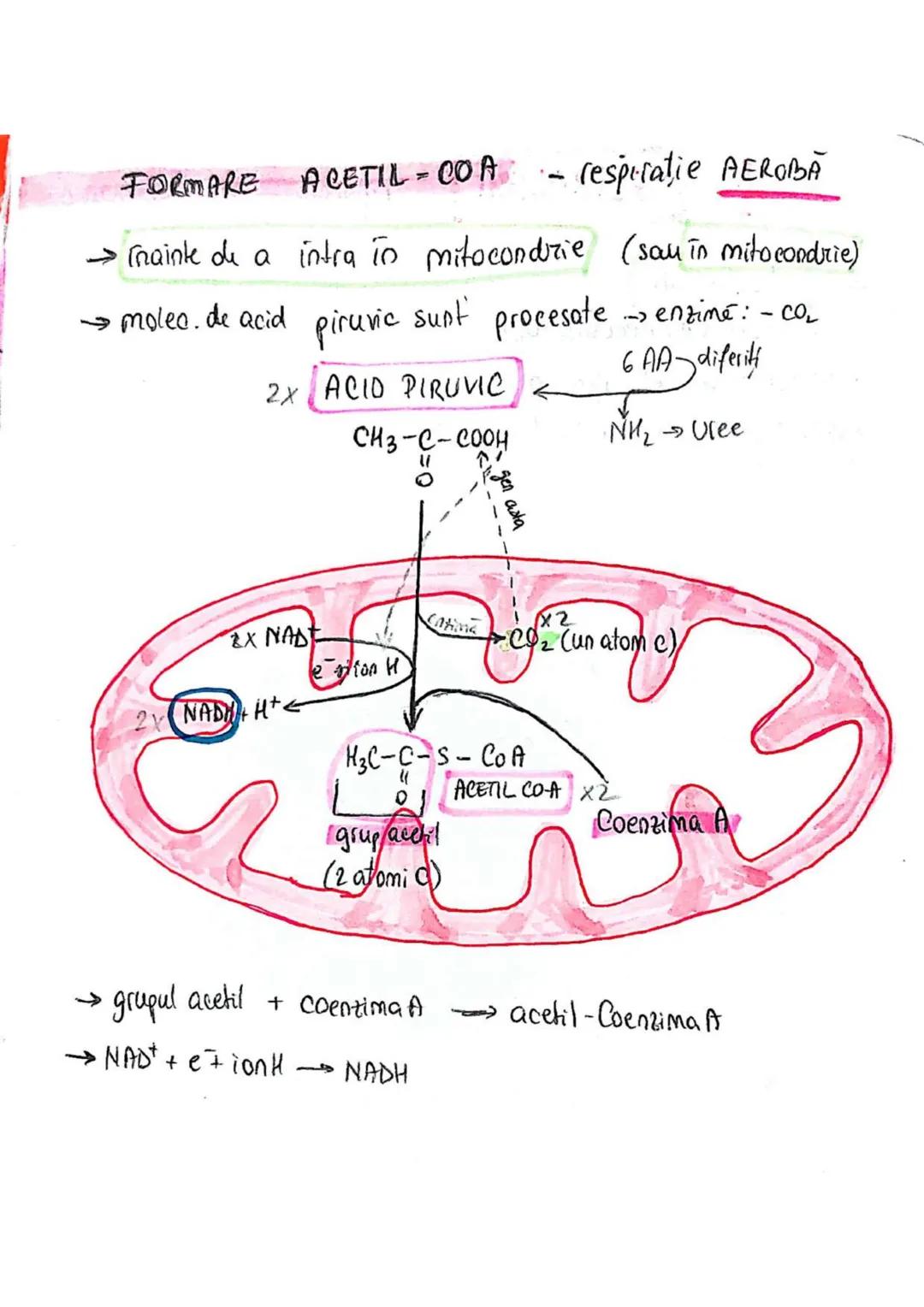 t
・Metabotasm
श्र
+
+
+
With the
METABOLISMUL = totalitatea proceselor fizice şi
principalele
component/cai
chimice
care au loc în CELULA
AN