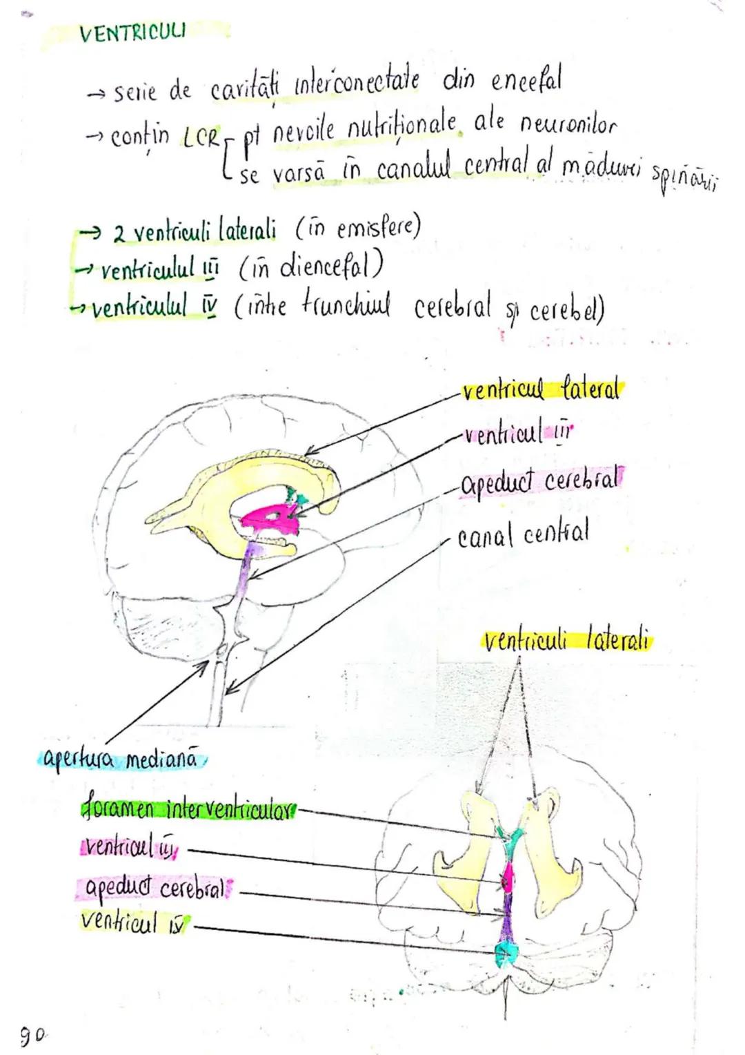 --- OCR Start ---
SISTEMUL NERVOS
SNC (central) = nevrax
(principalul centru de
interpretare a informatiei
din saganism)
[
encefal (protejat