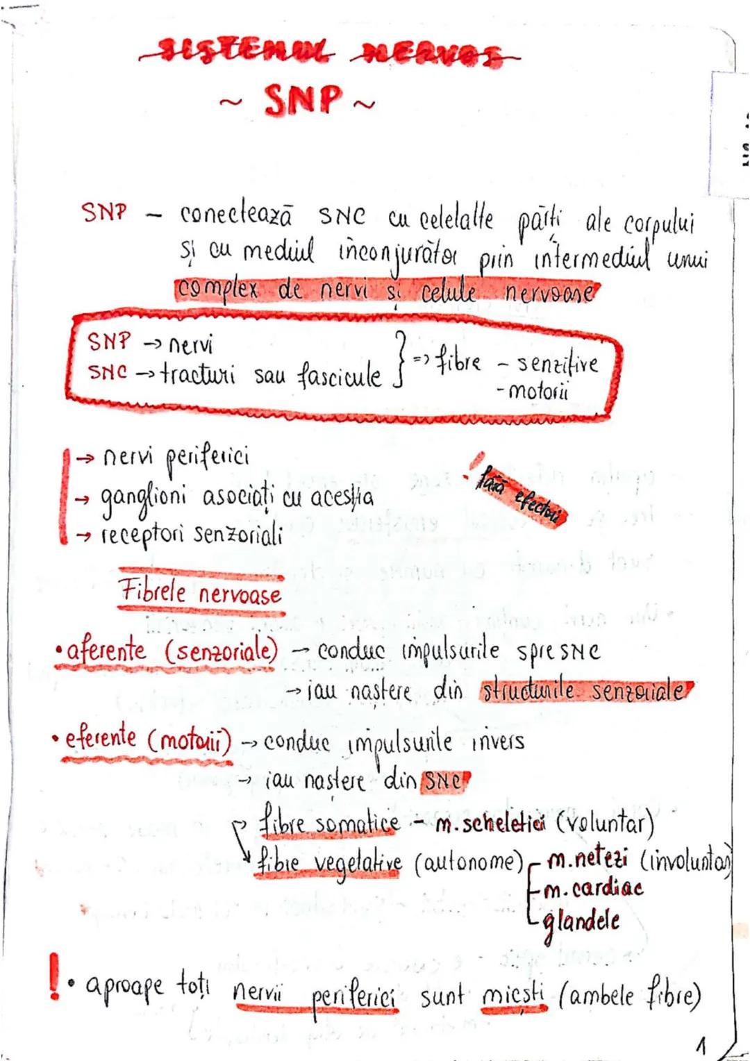 --- OCR Start ---
SISTEMUL NERVOS
SNC (central) = nevrax
(principalul centru de
interpretare a informatiei
din saganism)
[
encefal (protejat