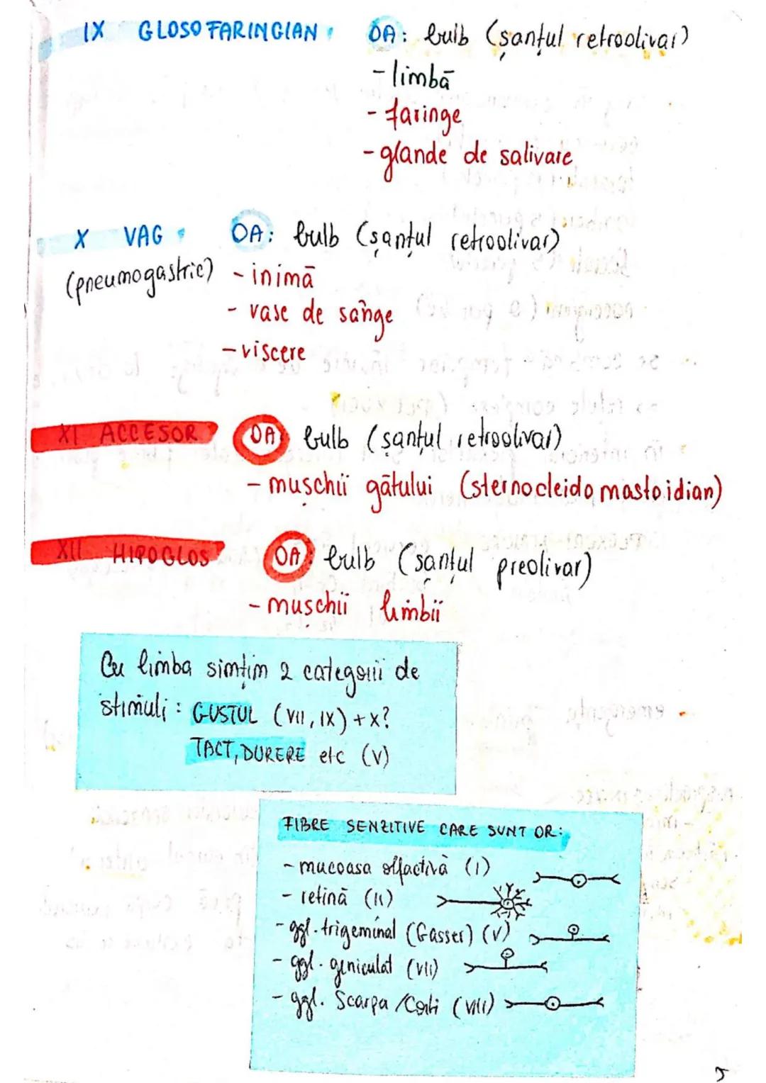 --- OCR Start ---
SISTEMUL NERVOS
SNC (central) = nevrax
(principalul centru de
interpretare a informatiei
din saganism)
[
encefal (protejat