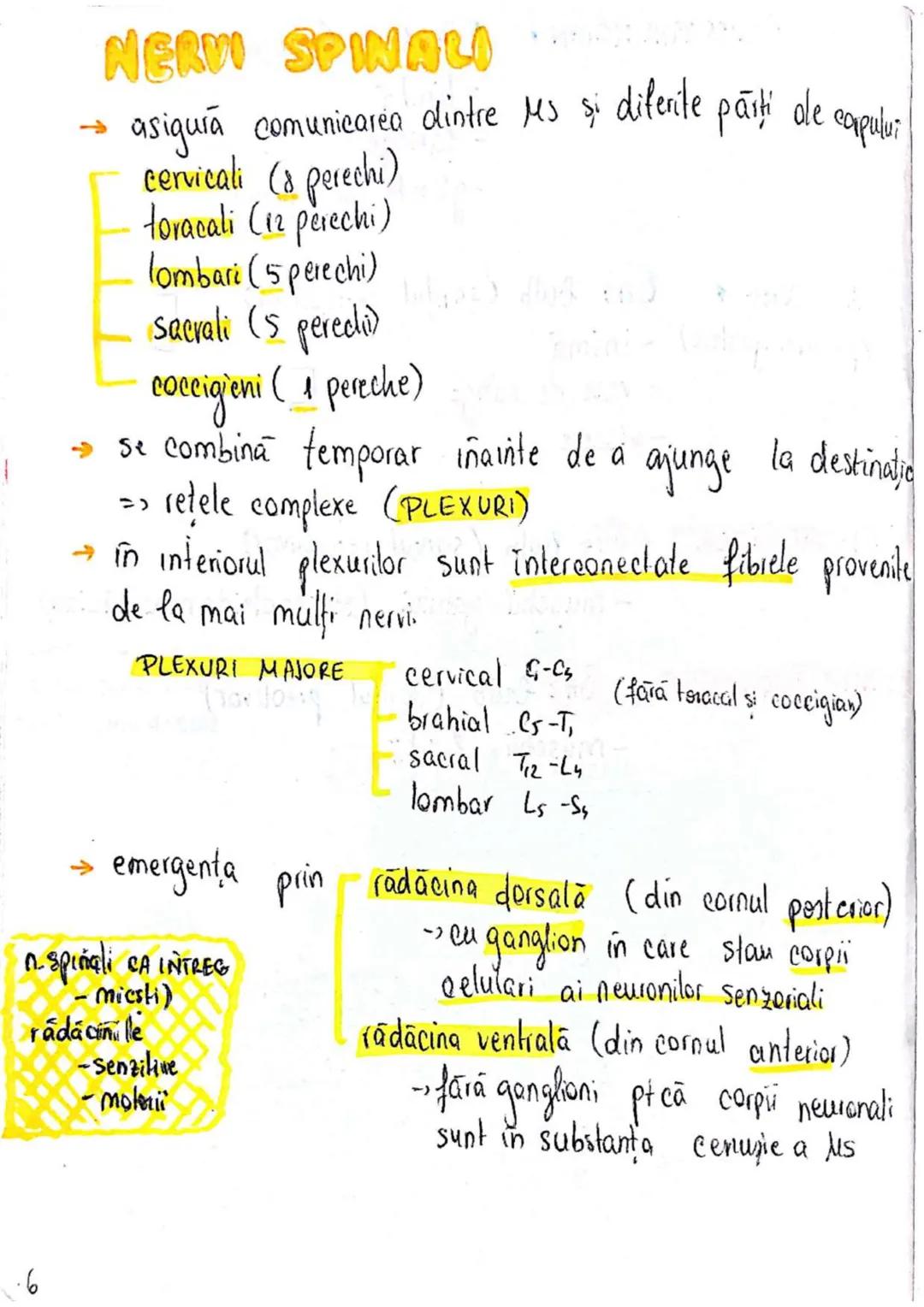 --- OCR Start ---
SISTEMUL NERVOS
SNC (central) = nevrax
(principalul centru de
interpretare a informatiei
din saganism)
[
encefal (protejat