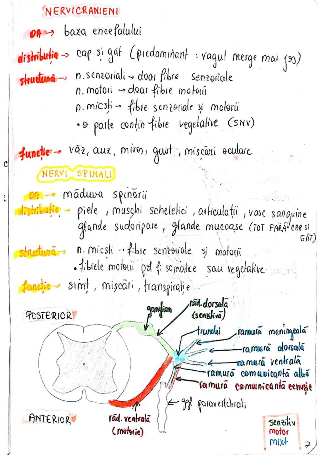 --- OCR Start ---
SISTEMUL NERVOS
SNC (central) = nevrax
(principalul centru de
interpretare a informatiei
din saganism)
[
encefal (protejat