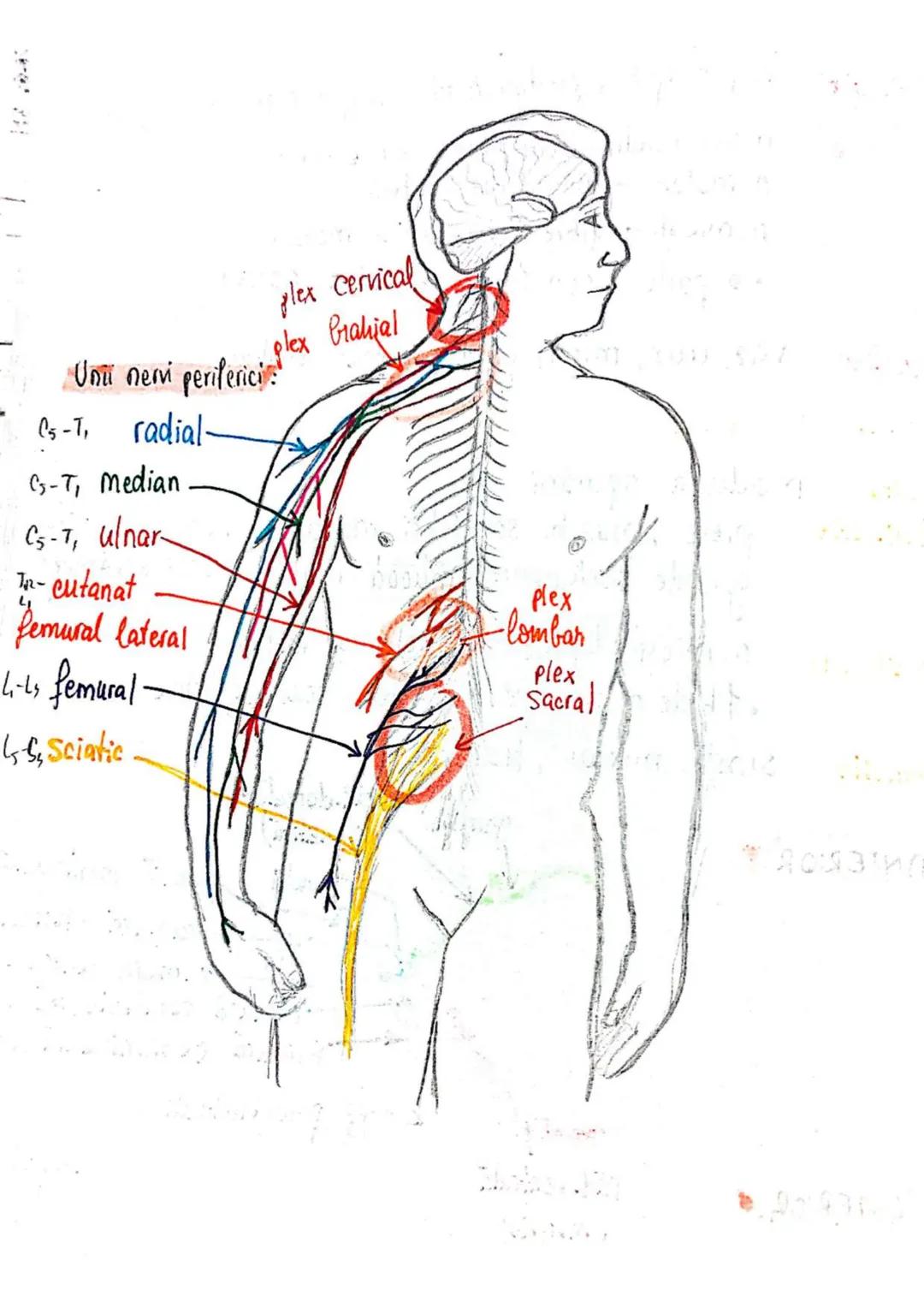 --- OCR Start ---
SISTEMUL NERVOS
SNC (central) = nevrax
(principalul centru de
interpretare a informatiei
din saganism)
[
encefal (protejat