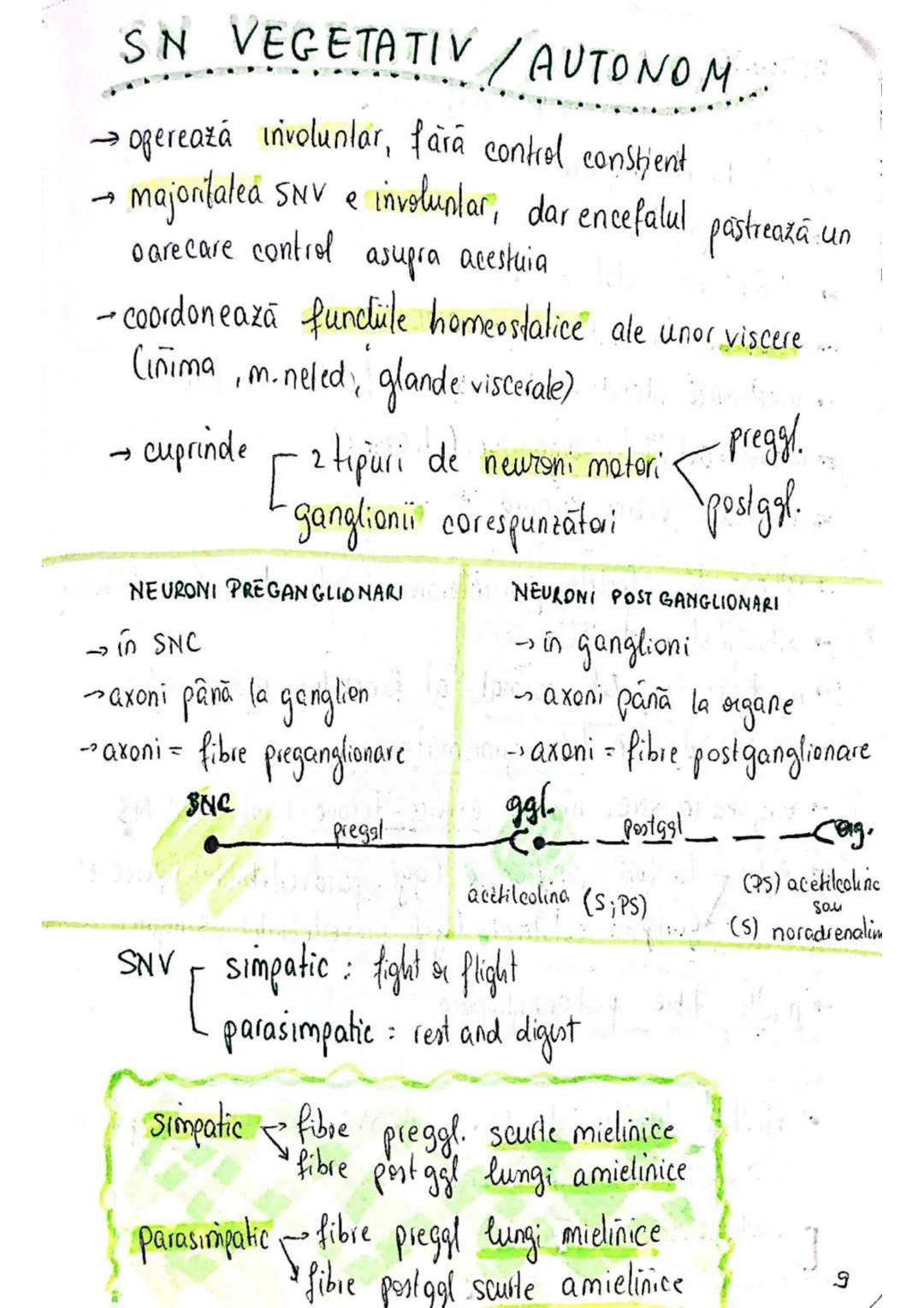 --- OCR Start ---
SISTEMUL NERVOS
SNC (central) = nevrax
(principalul centru de
interpretare a informatiei
din saganism)
[
encefal (protejat