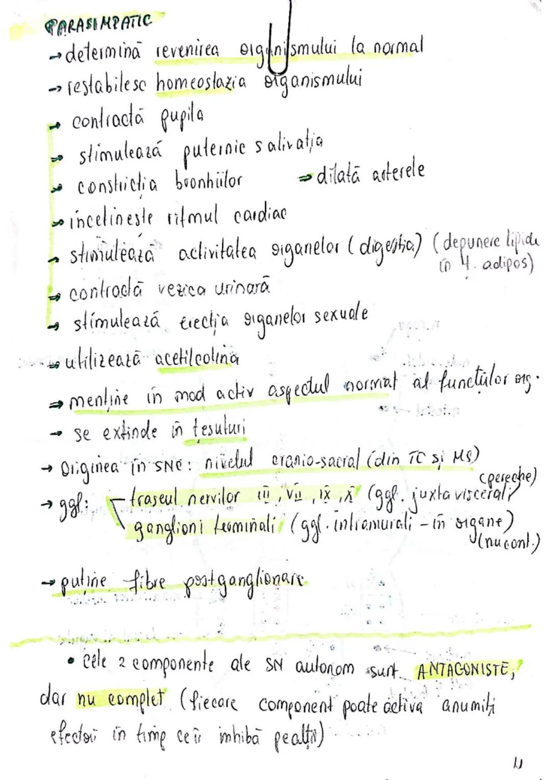 --- OCR Start ---
SISTEMUL NERVOS
SNC (central) = nevrax
(principalul centru de
interpretare a informatiei
din saganism)
[
encefal (protejat