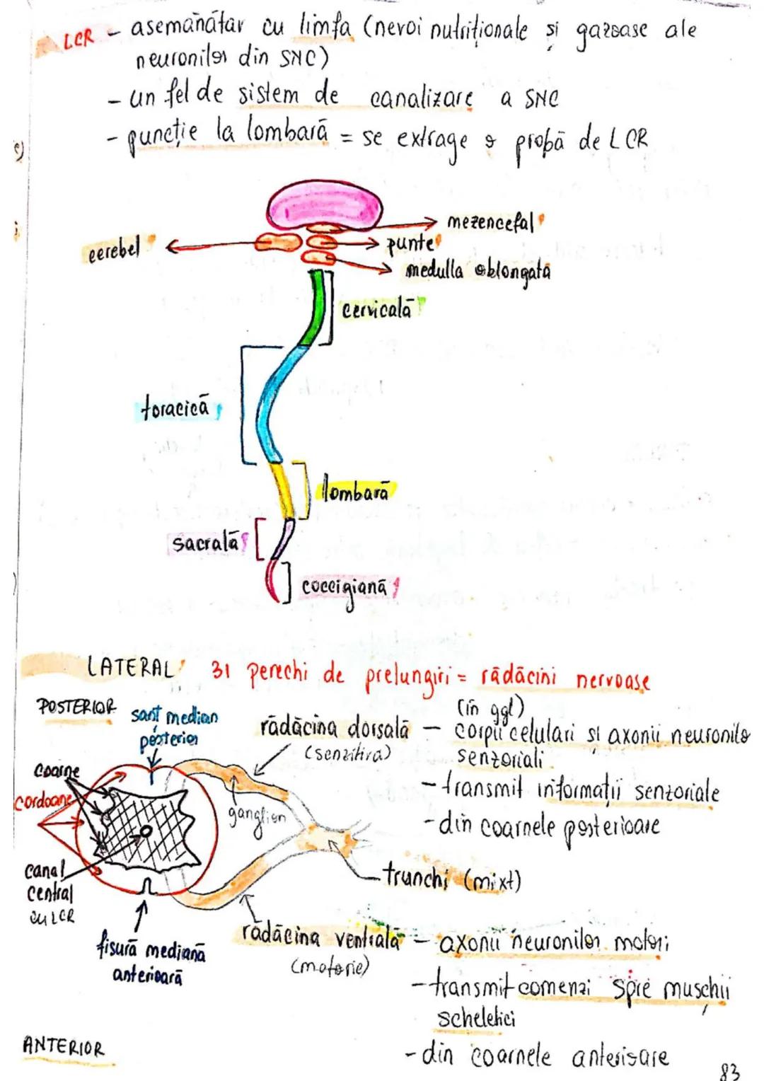 --- OCR Start ---
SISTEMUL NERVOS
SNC (central) = nevrax
(principalul centru de
interpretare a informatiei
din saganism)
[
encefal (protejat