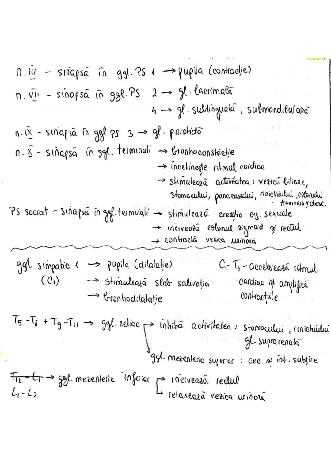 --- OCR Start ---
SISTEMUL NERVOS
SNC (central) = nevrax
(principalul centru de
interpretare a informatiei
din saganism)
[
encefal (protejat
