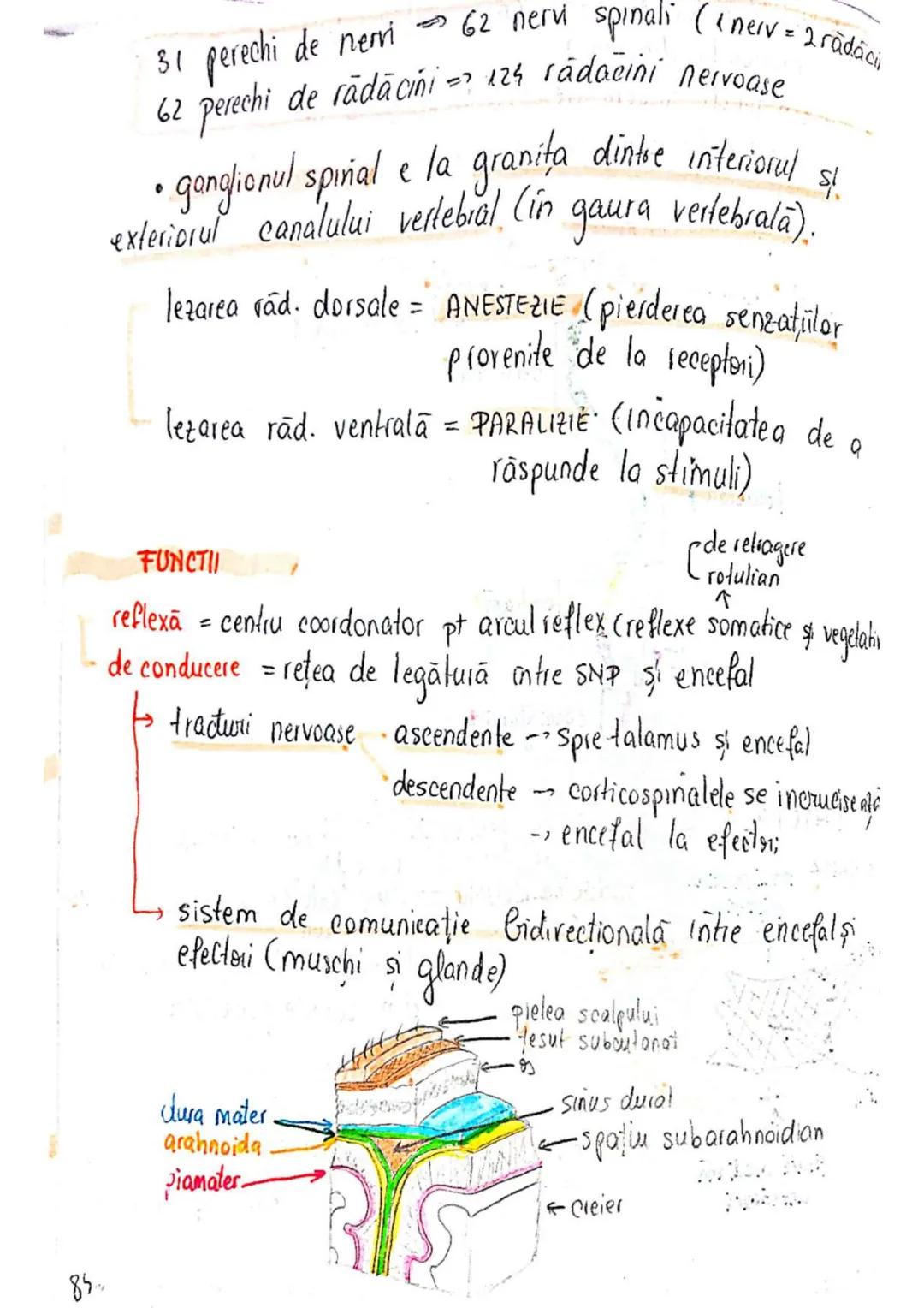 --- OCR Start ---
SISTEMUL NERVOS
SNC (central) = nevrax
(principalul centru de
interpretare a informatiei
din saganism)
[
encefal (protejat
