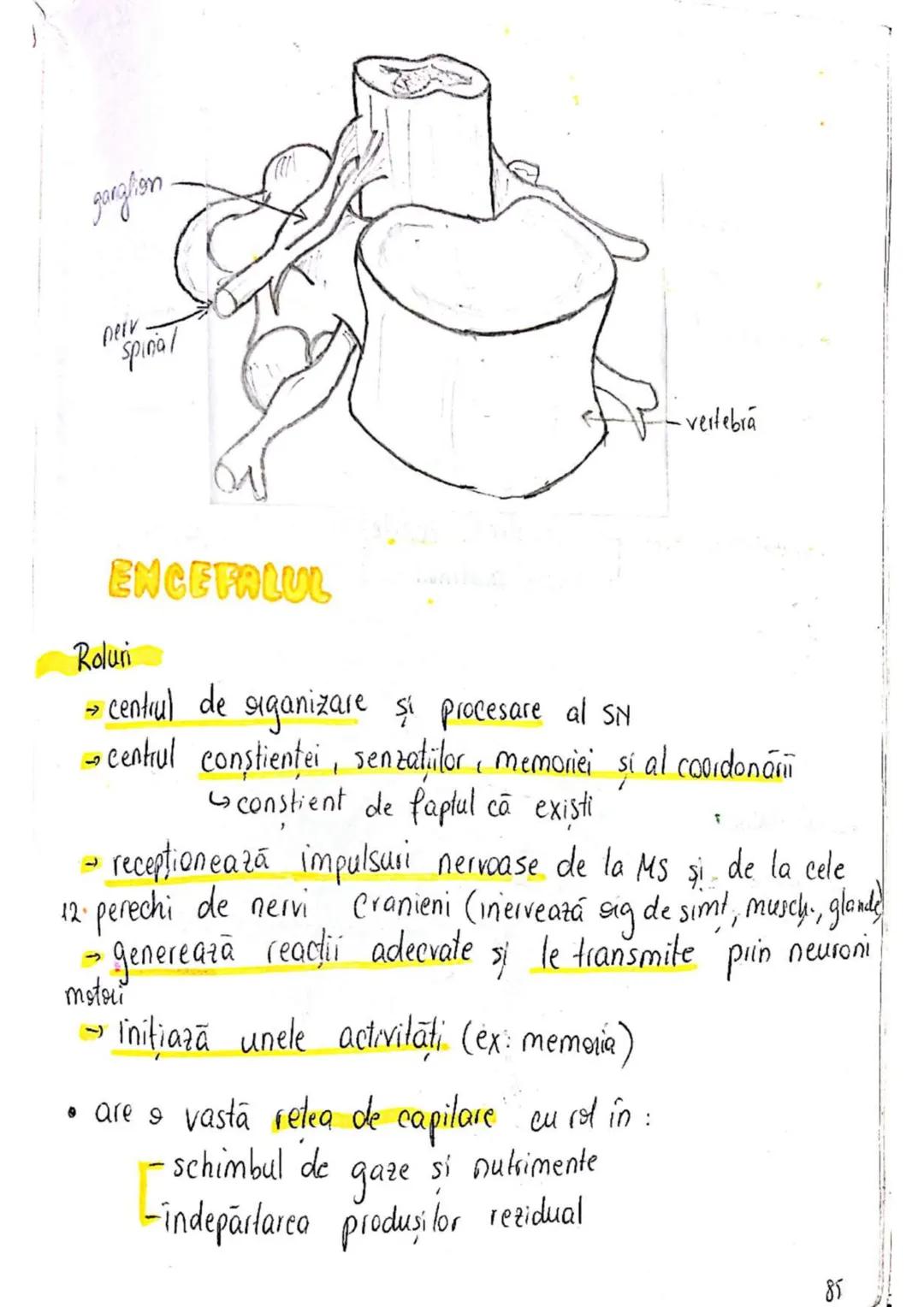 --- OCR Start ---
SISTEMUL NERVOS
SNC (central) = nevrax
(principalul centru de
interpretare a informatiei
din saganism)
[
encefal (protejat