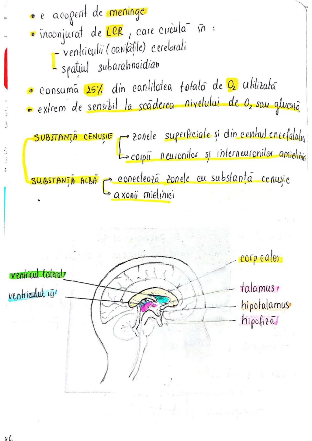 --- OCR Start ---
SISTEMUL NERVOS
SNC (central) = nevrax
(principalul centru de
interpretare a informatiei
din saganism)
[
encefal (protejat