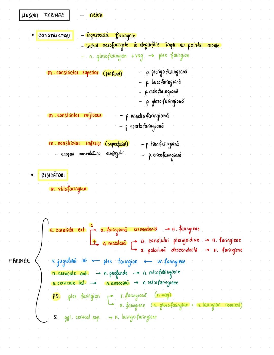 # Digestiv
- primul sistem apărut în dezv. embriologică (morfologic)
S
-
priimordial sist. digestiv
formarea endodermului
}
:
esofag