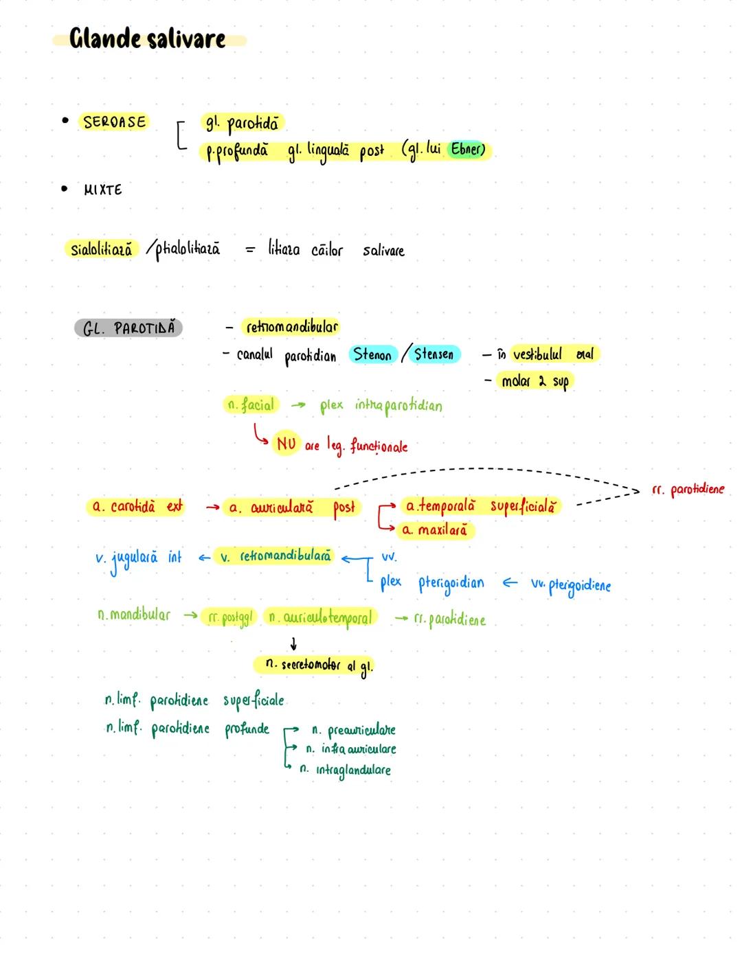 # Digestiv
- primul sistem apărut în dezv. embriologică (morfologic)
S
-
priimordial sist. digestiv
formarea endodermului
}
:
esofag