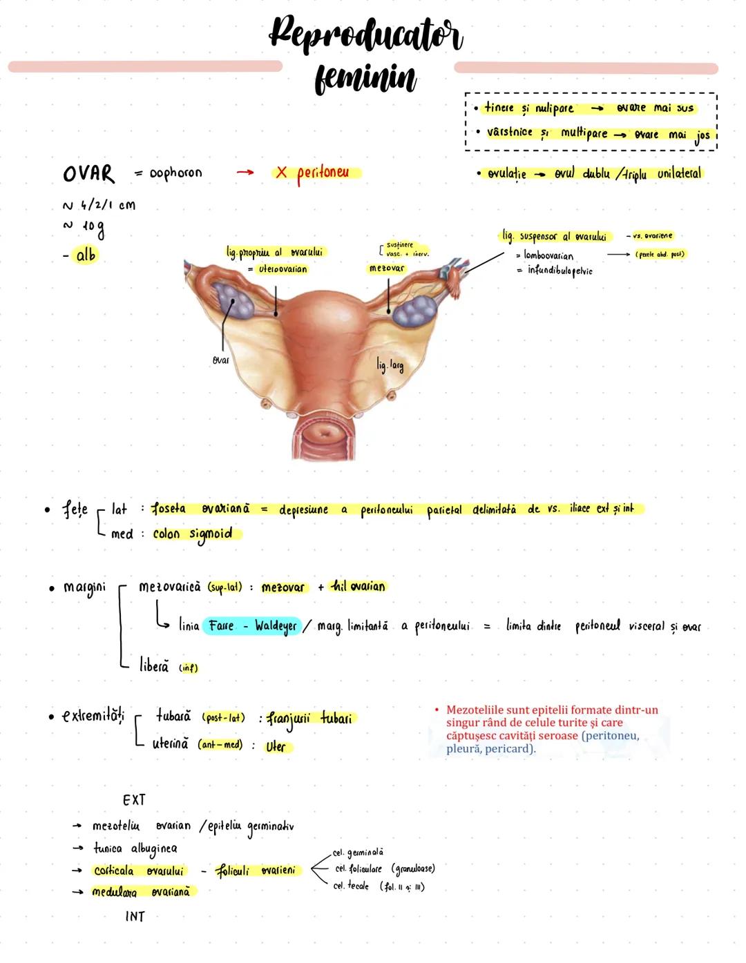 # Reproducator
## feminin
OVAR = oophoron
$
\sim 4/2/1 cm
\sim 10g$
- alb
← X peritoneu
- tinere şi nulipare → ovare mai sus
- vârstnice