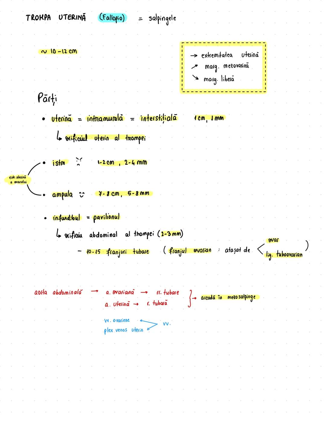 # Reproducator
## feminin
OVAR = oophoron
$
\sim 4/2/1 cm
\sim 10g$
- alb
← X peritoneu
- tinere şi nulipare → ovare mai sus
- vârstnice