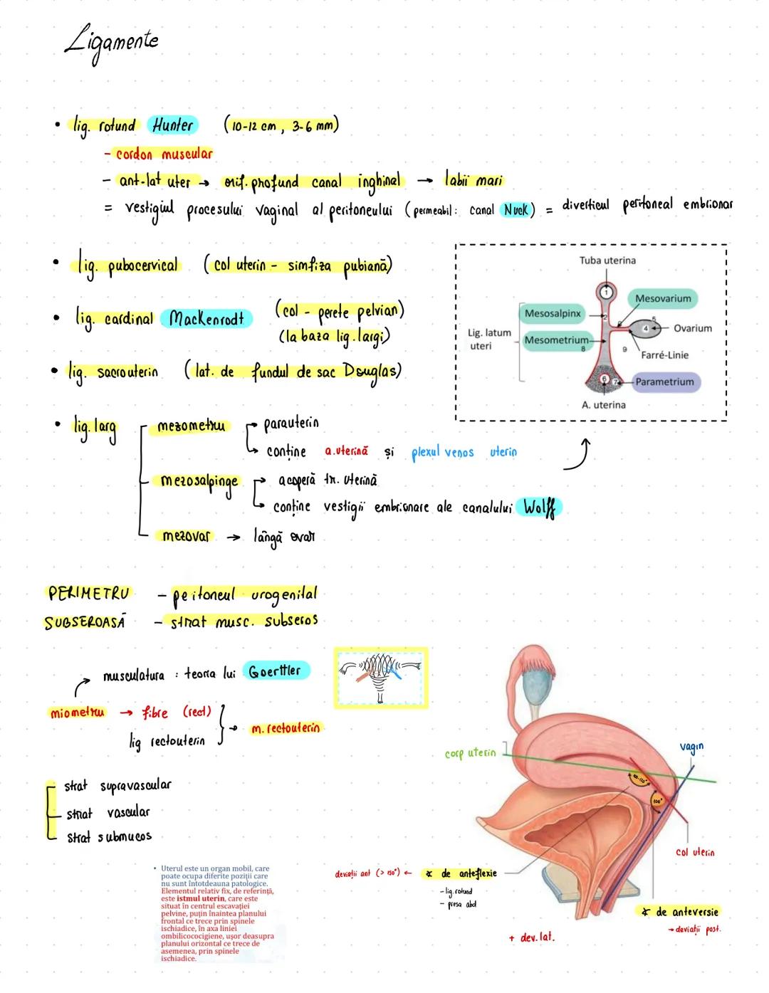 # Reproducator
## feminin
OVAR = oophoron
$
\sim 4/2/1 cm
\sim 10g$
- alb
← X peritoneu
- tinere şi nulipare → ovare mai sus
- vârstnice