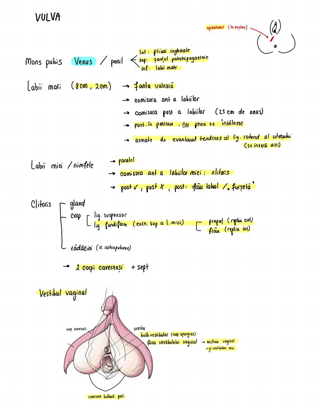 # Reproducator
## feminin
OVAR = oophoron
$
\sim 4/2/1 cm
\sim 10g$
- alb
← X peritoneu
- tinere şi nulipare → ovare mai sus
- vârstnice