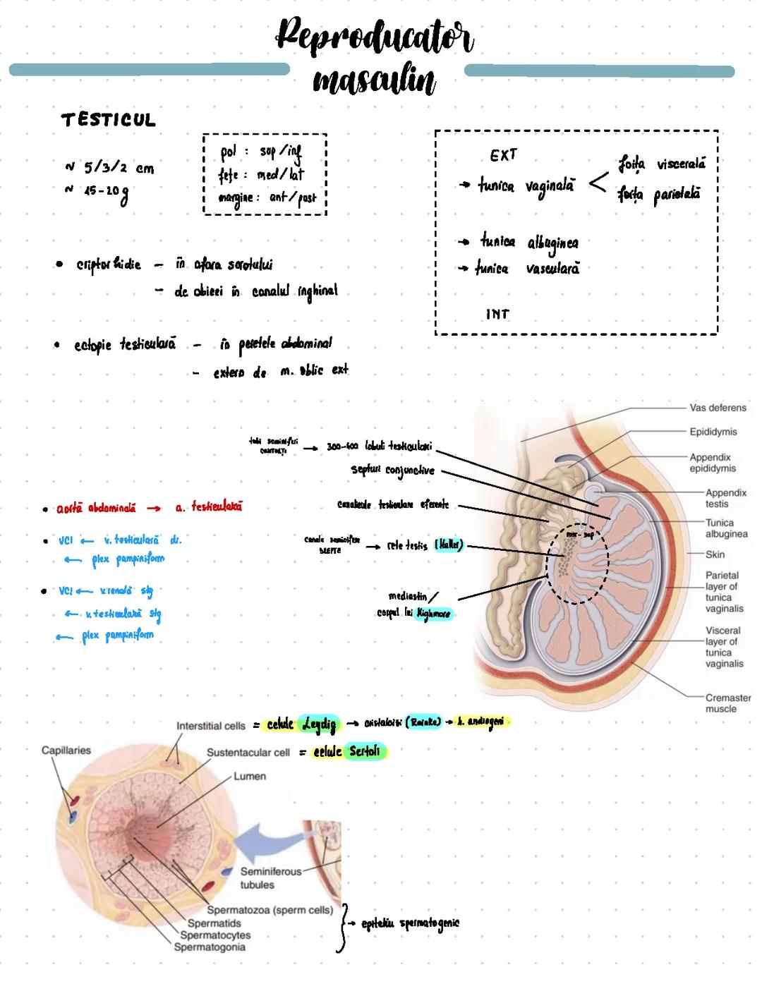 Sistemul reproducator masculin