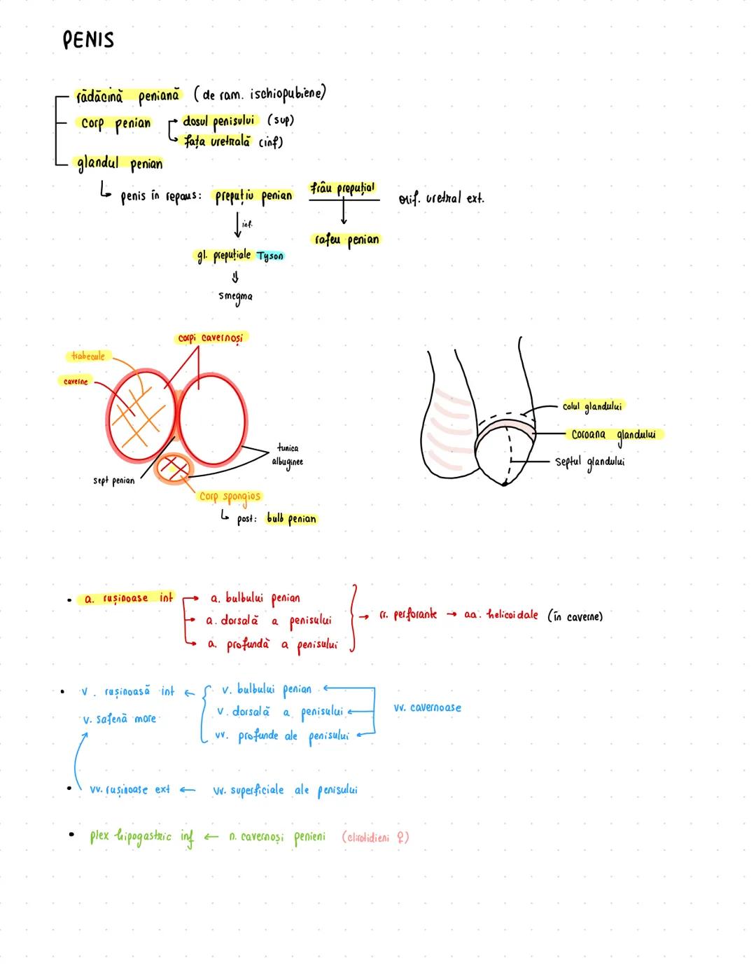 # Reproducator
masculin
# TESTICUL
~ 5/3/2 cm
~ 45-10 g
- criptorhidie - în afara scrotului
- de obicei în canalul inghinal